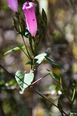 Ipomoea orizabensis austromexicana