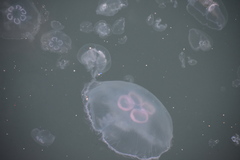 Aurelia aurita