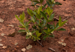 Fadogia stenophylla image