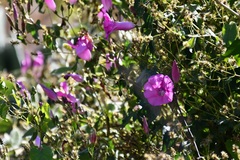Ipomoea orizabensis austromexicana