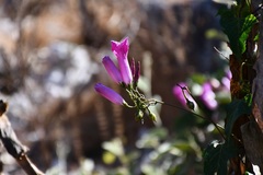Ipomoea orizabensis austromexicana