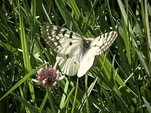 iNaturalist observation photo of Clodius Parnassian