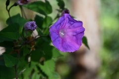 Ipomoea orizabensis austromexicana