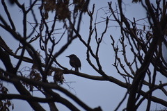 Sturnus vulgaris