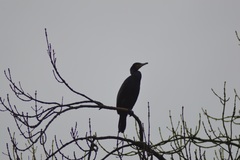 Phalacrocorax carbo