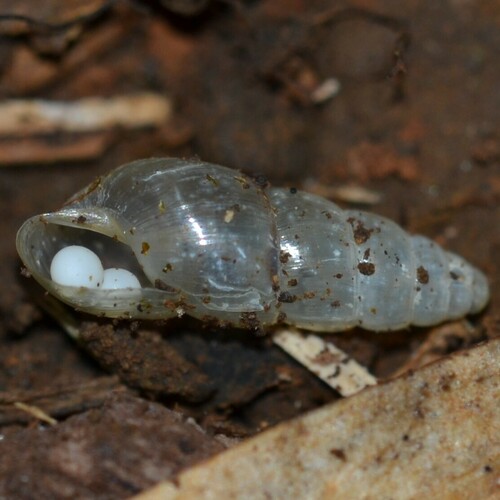 Spiked Awlsnail