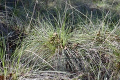 Festuca californica