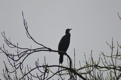 Phalacrocorax carbo