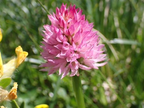 Austrian gymnadenia (Gymnadenia archiducis-joannis)