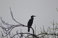 Phalacrocorax carbo