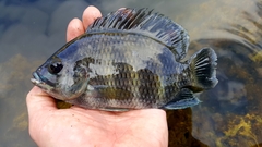 Heterotilapia buettikoferi