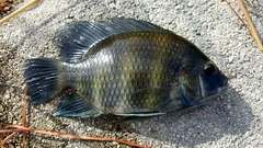Heterotilapia buettikoferi