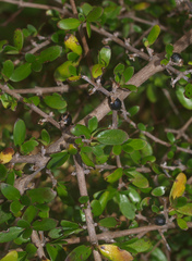 Coprosma propinqua propinqua