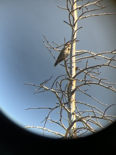 iNaturalist observation photo of Northern Flicker