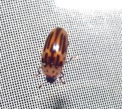 Ischyrus tetragrammus