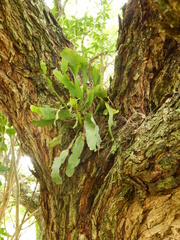 Epiphyllum phyllanthus