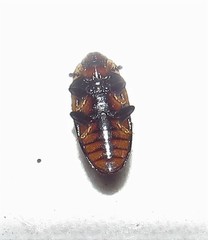 Ischyrus tetragrammus