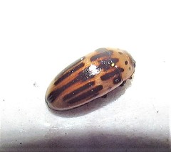 Ischyrus tetragrammus