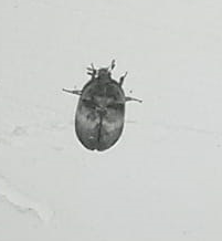 Coleoptera