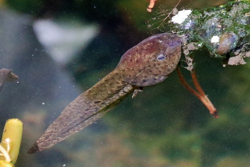 California Red-legged Frog