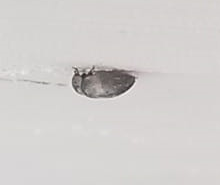Coleoptera
