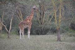 Giraffa camelopardalis rothschildi