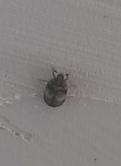 Coleoptera