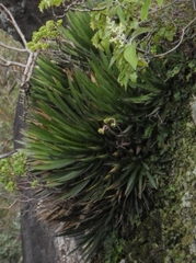 Agave filifera