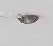 Coleoptera