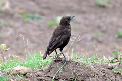 Myrmecocichla aethiops