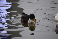 Anas platyrhynchos domesticus