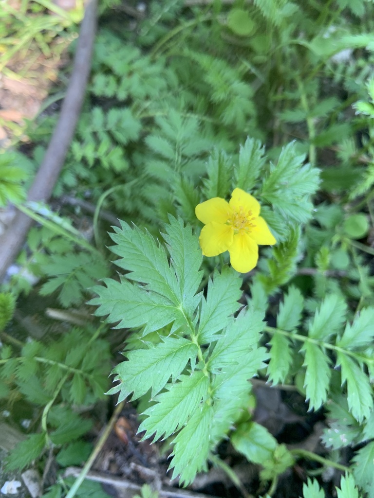 Миколайчик мультик