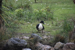 Anas platyrhynchos domesticus