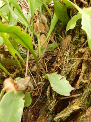Epiphyllum phyllanthus