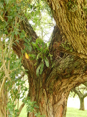 Epiphyllum phyllanthus