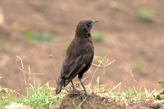 Myrmecocichla aethiops