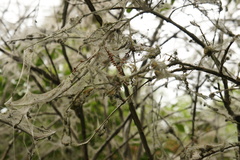 Yponomeuta cagnagella