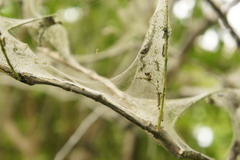 Yponomeuta cagnagella