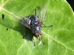 Calliphora vomitoria