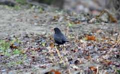 Turdus merula