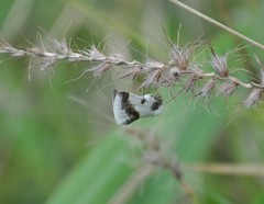 Acontia