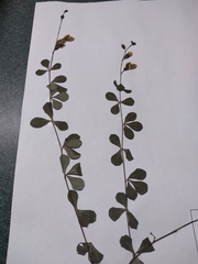 Baptisia tinctoria