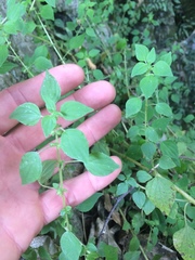 Parietaria debilis