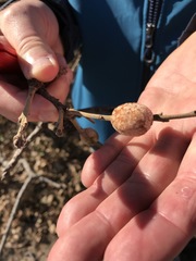 Striatoandricus aciculatus