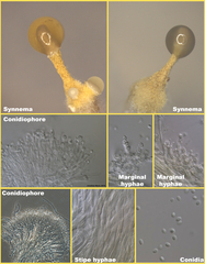 Trichoderma flavipes