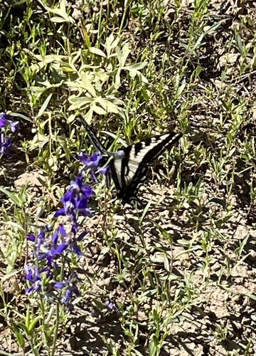 iNaturalist observation photo of Pale Swallowtail