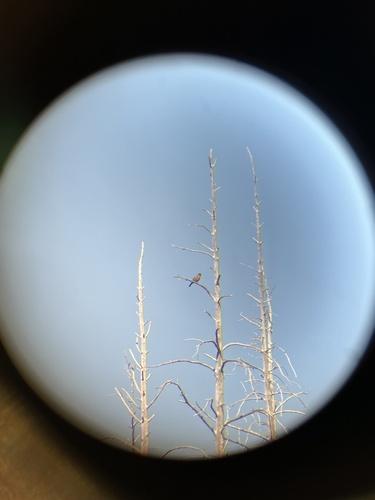 iNaturalist observation photo of American Robin