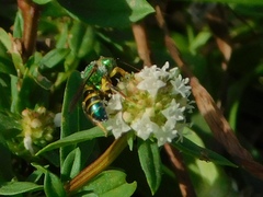 Agapostemon poeyi