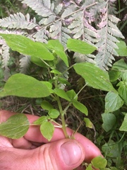 Parietaria debilis