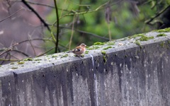 Fringilla coelebs